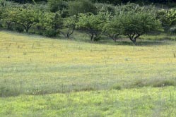 field and trees provence 1 thumbnail graphic